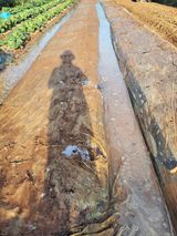 팜모닝 마늘·파종작업 게시글 이미지