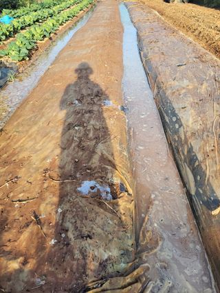 태 야님의 마늘 · 파종작업 작성글 사진