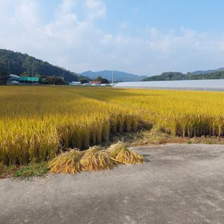 강원도 횡성군님의 벼 · 자유게시판 작성글 사진