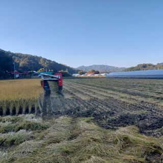 강원도 횡성군님의 벼 · 자유게시판 작성글 사진