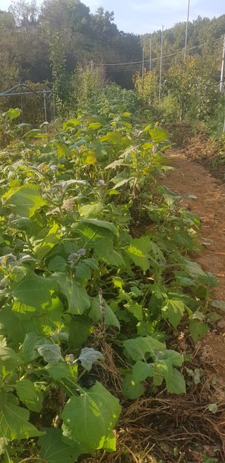 주말농3년차님의 고구마 · 자유게시판 작성글 사진