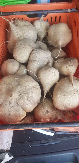 주말농3년차님의 고구마 · 자유게시판 작성글 사진