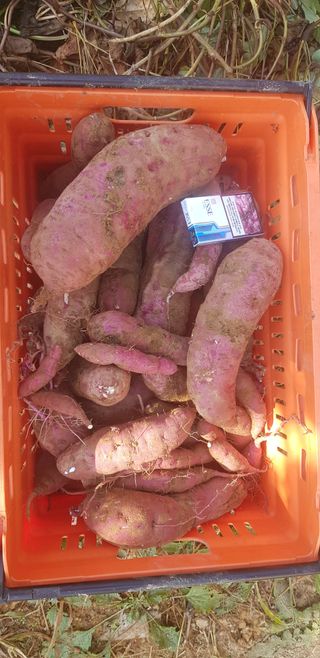 주말농3년차님의 고구마 · 자유게시판 작성글 사진