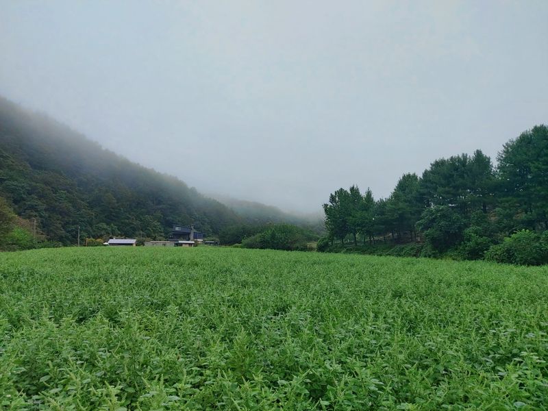 홍순원님의 장터 판매 상품 [들깨 6kg 완판되었습니다] 첨부 사진
