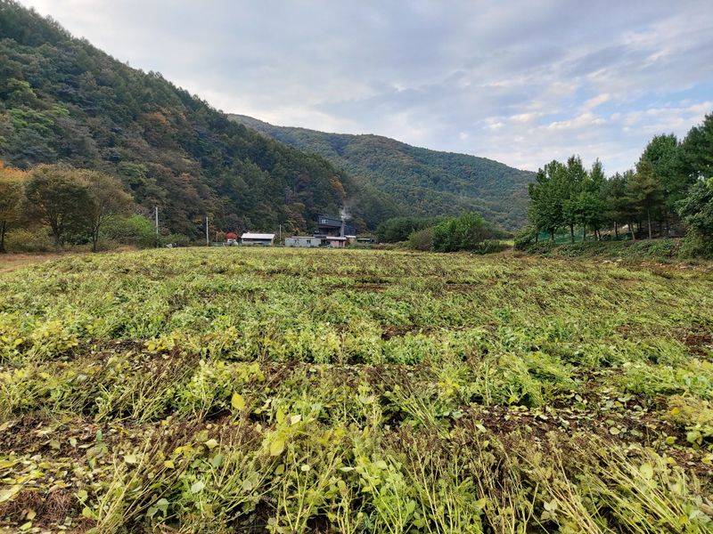 홍순원님의 장터 판매 상품 [들깨 6kg 완판되었습니다] 첨부 사진