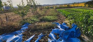 살구15128님의 들깨 · 영농일지 작성글 사진
