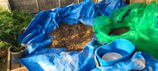 살구15128님의 들깨 · 영농일지 작성글 사진