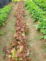 팜모닝 상추·자유게시판 게시글 이미지