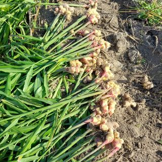 박수연님의 기타작물 · 자유게시판 작성글 사진