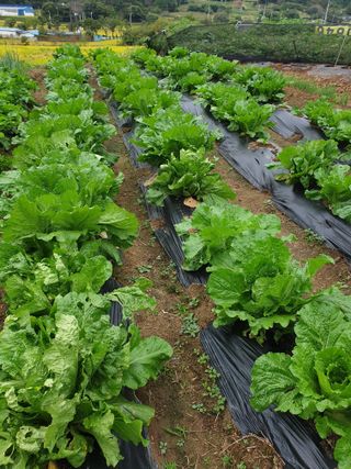 알 수 없음님의 배추 · 일상 작성글 사진