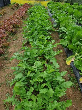 알 수 없음님의 기타작물 · 자유게시판 작성글 사진