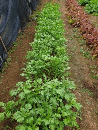 알 수 없음님의 기타작물 · 자유게시판 작성글 사진