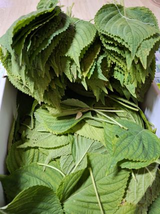 욕심내지말자님의 복숭아 · 자유게시판 작성글 사진