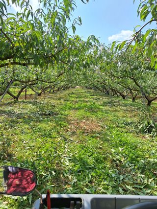 욕심내지말자님의 복숭아 · 자유게시판 작성글 사진