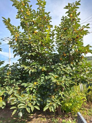 욕심내지말자님의 복숭아 · 자유게시판 작성글 사진