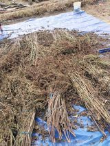 팜모닝 토마토·영농일지 게시글 이미지