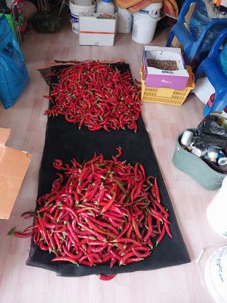 Byh6905님의 토마토 · 영농일지 작성글 사진