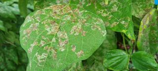 옹안리님의 콩 · 병해충상담 작성글 사진