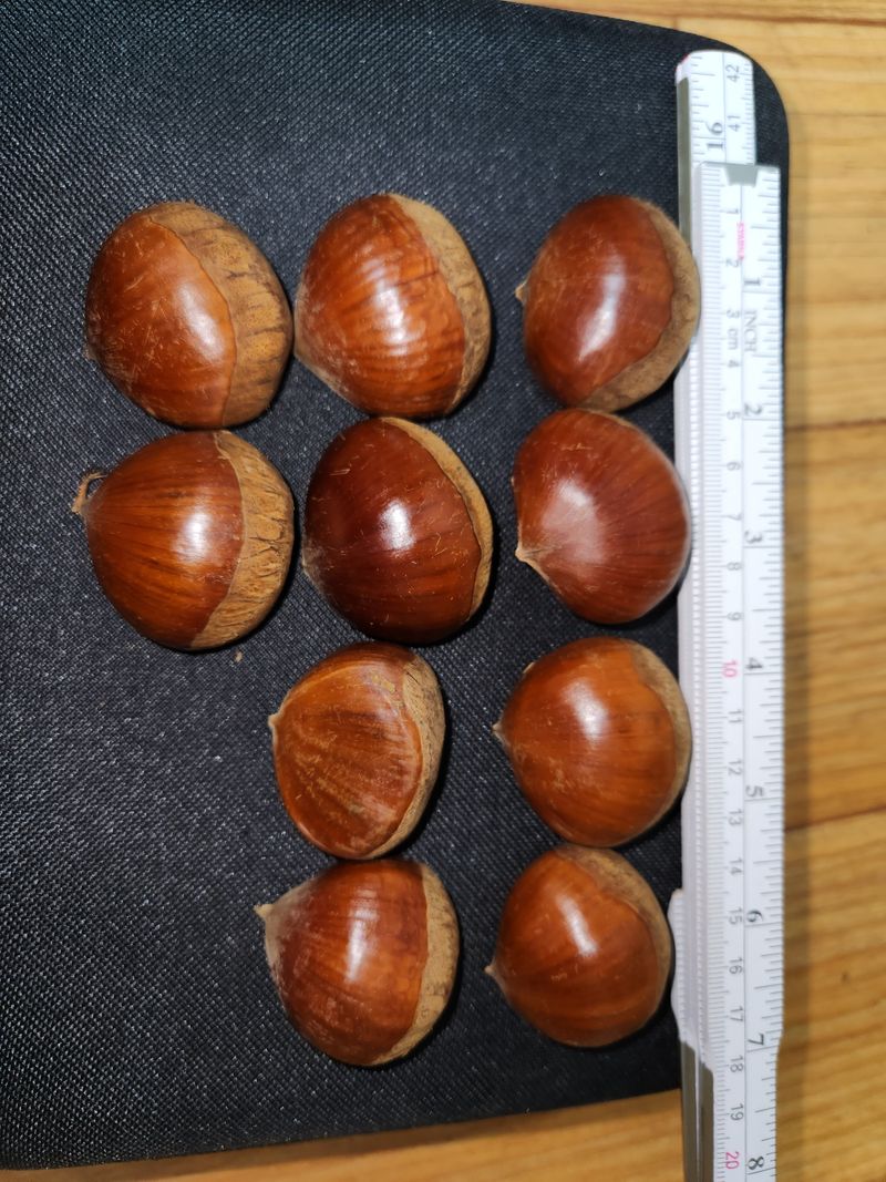 장터 상품 [밤10kg] 썸네일