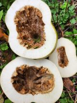 팜모닝 기타작물·병해충상담 게시글 이미지