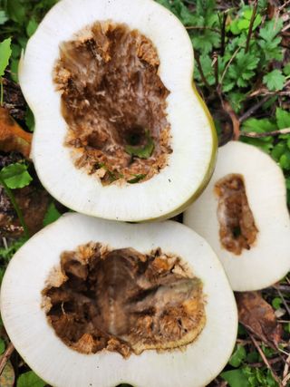 최수혁님의 기타작물 · 병해충상담 작성글 사진
