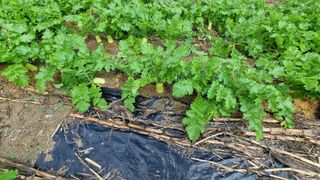 최수혁님의 기타작물 · 병해충상담 작성글 사진