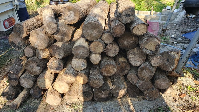 다음:농수산물공동구님의 장터 판매 상품 [종균된  표고목 팝니다.] 첨부 사진