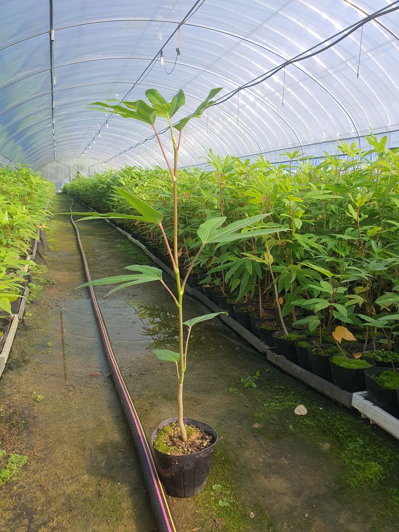 장터 상품 [황칠나무 ] 썸네일