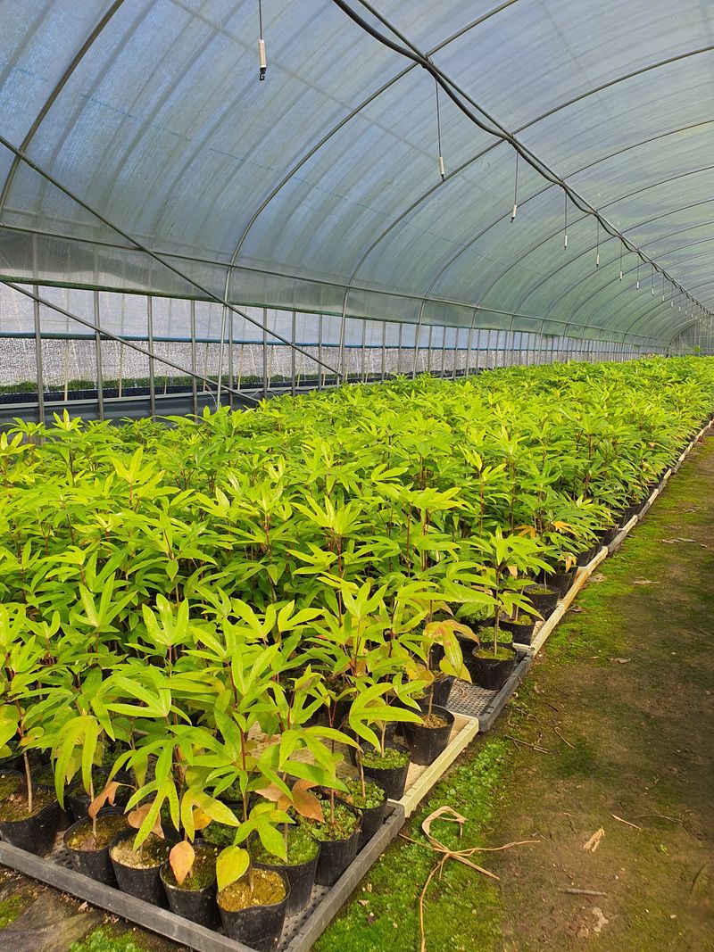 강진묘목농원님의 장터 판매 상품 [황칠나무 ] 첨부 사진