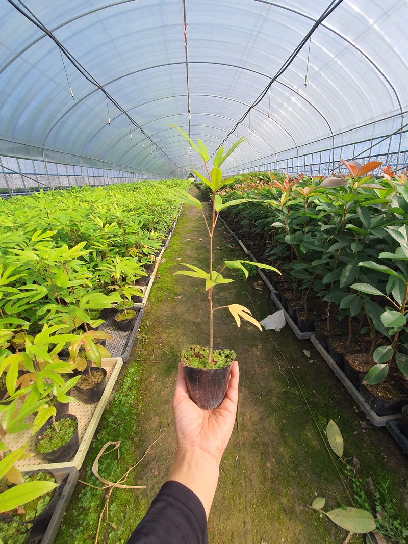 강진묘목농원님의 장터 판매 상품 [황칠나무 ] 첨부 사진