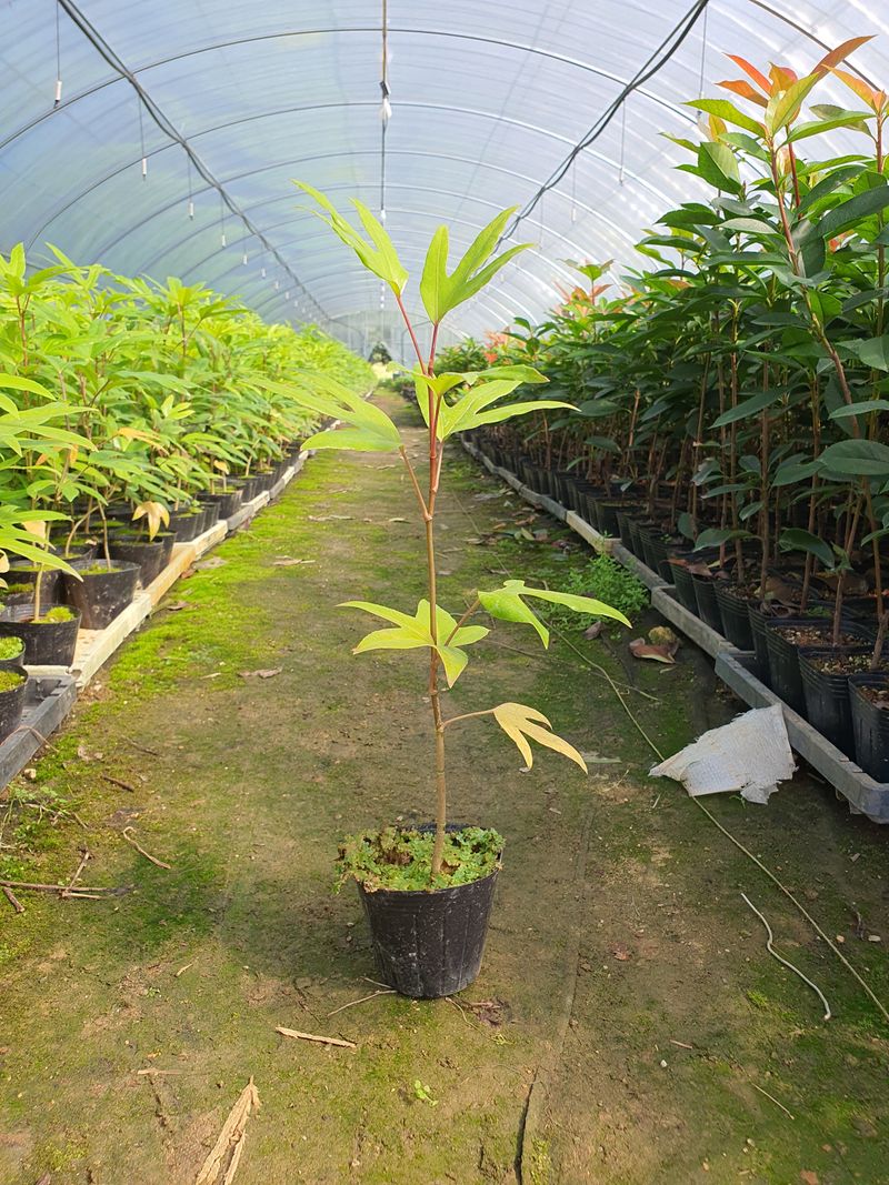 강진묘목농원님의 장터 판매 상품 [황칠나무 ] 첨부 사진