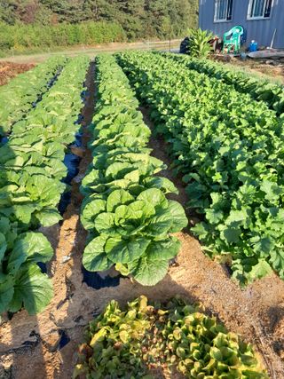 정상훈님의 배추 · 결구기 농작업 작성글 사진