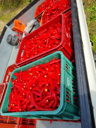 김종호님의 고추 · 영농일지 작성글 사진