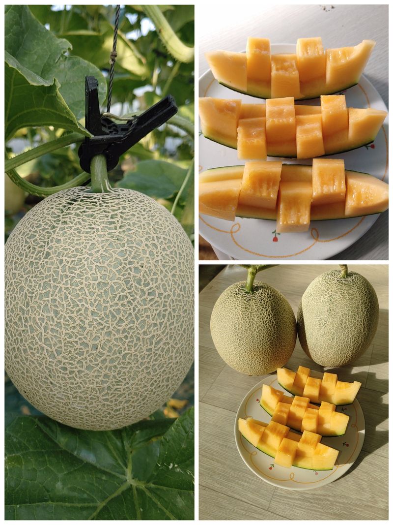 장터 상품 [천안수신레드멜론 5kg] 썸네일