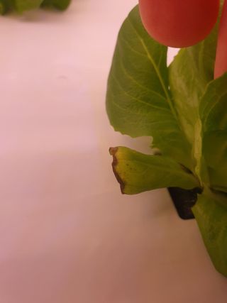 전북부안주우승님의 상추 · 병해충상담 작성글 사진