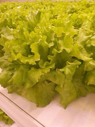 전북부안주우승님의 상추 · 병해충상담 작성글 사진