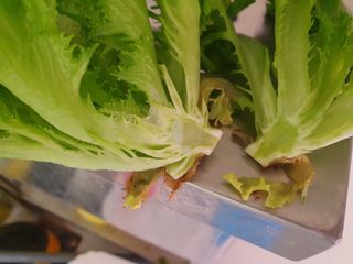 전북부안주우승님의 상추 · 병해충상담 작성글 사진