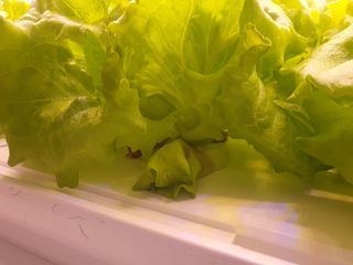 전북부안주우승님의 상추 · 병해충상담 작성글 사진