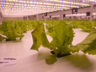 전북부안주우승님의 상추 · 병해충상담 작성글 사진