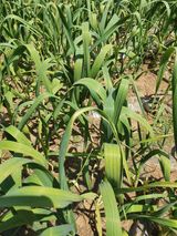 팜모닝 마늘·병해충상담 게시글 이미지