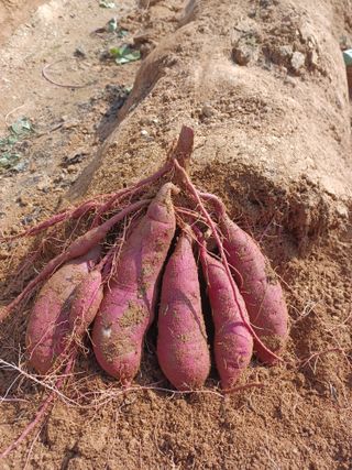 팜모닝회원 김순달 님의 고구마 · 자유게시판 작성글 사진