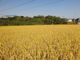 슈퍼맨님의 벼 · 자유게시판 작성글 사진