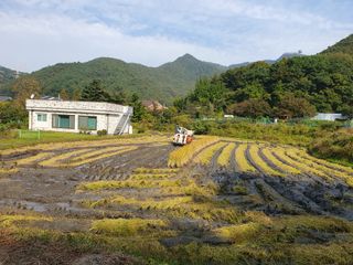 슈퍼맨님의 벼 · 자유게시판 작성글 사진