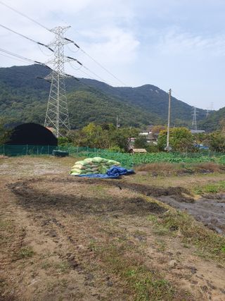 슈퍼맨님의 벼 · 자유게시판 작성글 사진