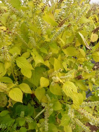 이영수님의 들깨 · 자유게시판 작성글 사진