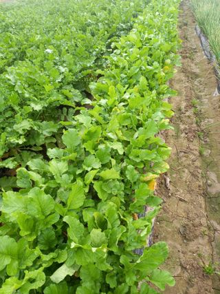 이영수님의 들깨 · 자유게시판 작성글 사진