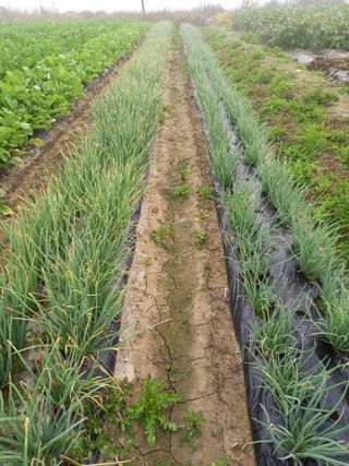 이영수님의 들깨 · 자유게시판 작성글 사진