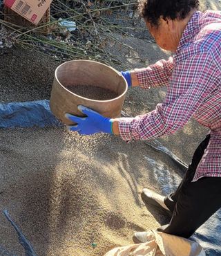 농부의 아들님의 들깨 · 자유게시판 작성글 사진