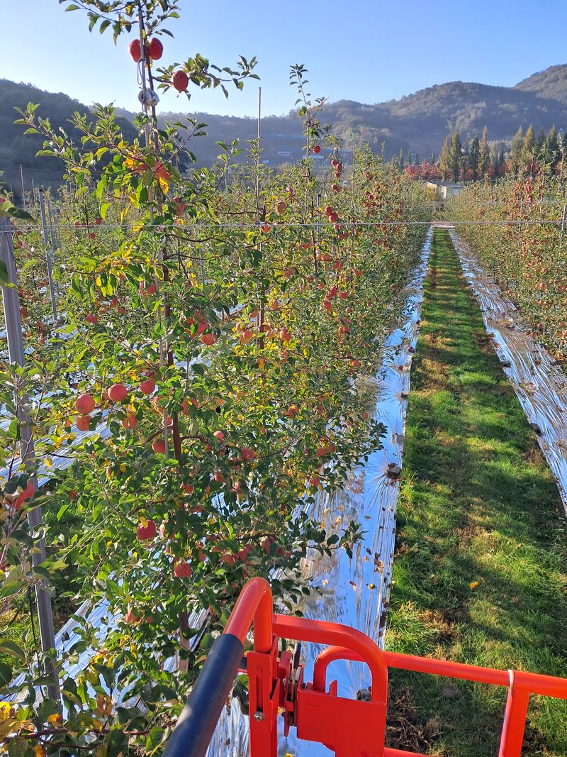 장터 상품 [사과 부사] 썸네일