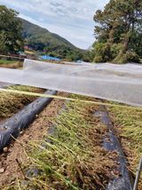 팜모닝 들깨·자유게시판 게시글 이미지